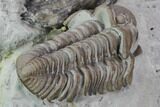 Fossil Brachiopod And Trilobite Plate - Indiana #106303-2